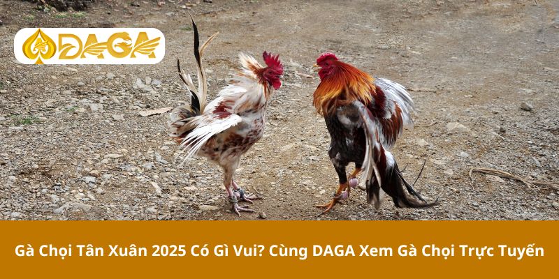 Gà chọi tân xuân 2025 có gì vui? Cùng DAGA xem gà chọi trực tuyến